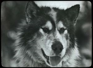 Image of Snap, MacMillan's King Dog